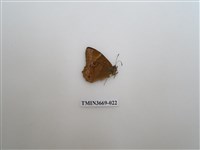 藏品(眼蝶科)的圖片